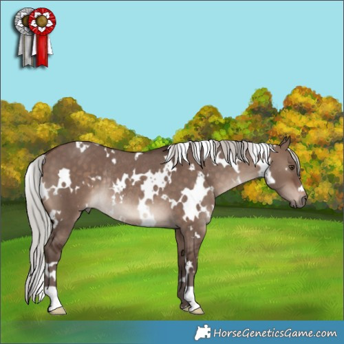 Horse Color:White Spotted Silver Brown Dun Mushroom Rabicano 
