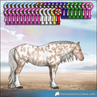 Horse Color:White Spotted Silver Grullo Pearl Tobiano Appaloosa Rabicano