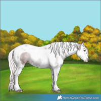 Horse Color:Watercolor Silver Black Ice Pearl Sabino Splash Tobiano Rabicano