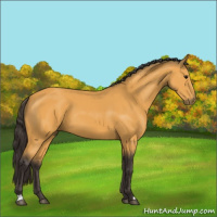 Horse Color:Buckskin 
