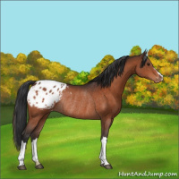 Horse Color:Brown Appaloosa Rabicano 