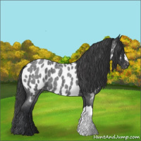 Horse Color:Blue Roan Near Leopard
