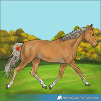 Horse Color:Palomino 
