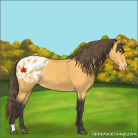 Horse Color:Buckskin Blanket 