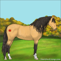 Horse Color:Buckskin 