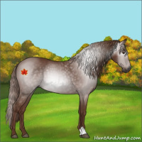 Horse Color:Gray Chestnut 