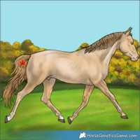 Horse Color:Chestnut Pearl