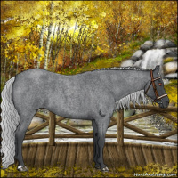 Horse Color:Silver Blue Chinchilla Roan 