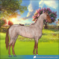 Horse Color:Red Roan 