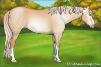 Horse Color:Gray Cremello Dun 