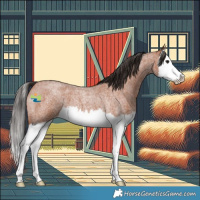 Horse Color:Bay Roan Splash 