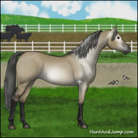 Horse Color:Gray Smoky Grullo