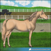 Horse Color:Red Dun 