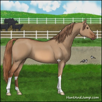 Horse Color:Red Dun 