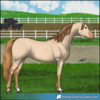 Horse Color:Red Dun 