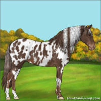 Horse Color:White Spotted Liver Chestnut Appaloosa 