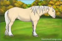 Horse Color:White Spotted Gold Cream Champagne 