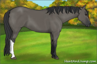 Horse Color:Grullo 