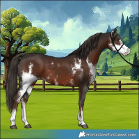 Horse Color:Liver Chestnut Sabino 