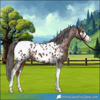 Horse Color:Liver Chestnut Sabino Tobiano Near Leopard 