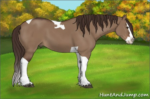 Horse Color:Liver Red Dun Splash Tobiano 