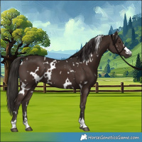 Horse Color:White Spotted Liver Chestnut 