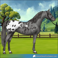 Horse Color:Liver Chestnut Appaloosa 