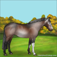 Horse Color:Gray Bay 