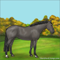 Horse Color:Grullo 