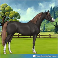 Horse Color:Liver Chestnut 