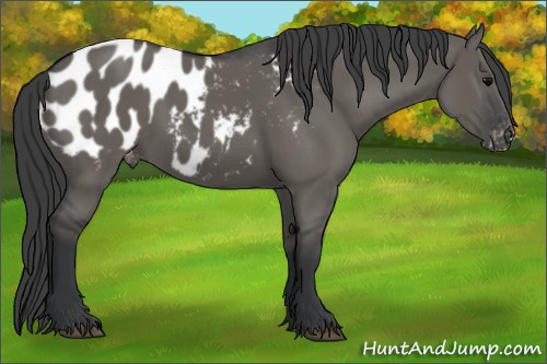 Horse Color:Grullo Appaloosa 