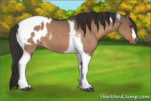 Horse Color:Brown Dun Tobiano Appaloosa 