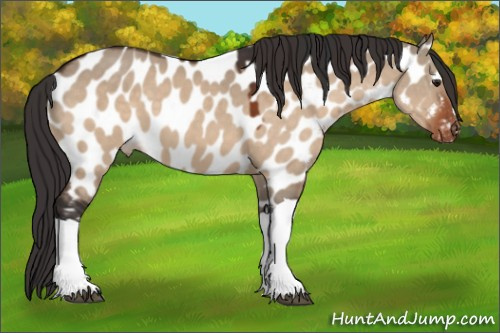 Horse Color:Brown Dun Appaloosa 