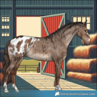 Horse Color:Liver Red Dun Appaloosa Brindle 