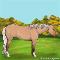Horse Color:Silver Bay Dun 