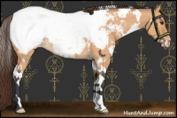 Horse Color:White Spotted Bay Dun Snowcap 