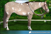 Horse Color:White Spotted Amber Champagne Dun 