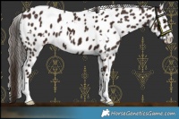 Horse Color:White Spotted Liver Chestnut Leopard 