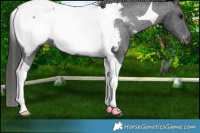 Horse Color:Black Tobiano Appaloosa