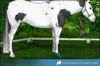 Horse Color:Black Splash Tobiano 