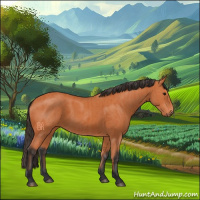 Horse Color:Bay and Bay