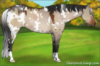 Horse Color:White Spotted Brown Dun 