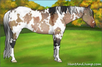 Horse Color:White Spotted Brown Dun