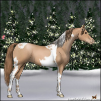 Horse Color:Black Pearl Tobiano 