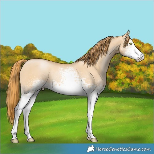 Horse Color:White Spotted Red Dun Pearl 