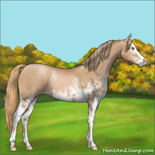 Horse Color:White Spotted Chestnut Pearl 
