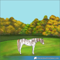 Horse Color:Liver Chestnut Sabino