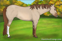 Horse Color:Red Dun 