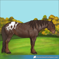 Horse Color:Liver Chestnut Appaloosa 