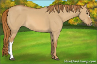 Horse Color:Red Dun 